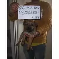 Foto dell\'animale COMUNE DI SAN GIUSEPPE VESUVIANO - 380260043966123