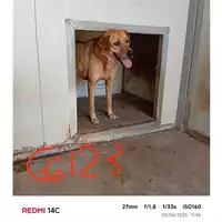 Foto dell\'animale COMUNE DI SAN GIUSEPPE VESUVIANO - 380260043966123