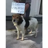 Foto dell\'animale COMUNE DI SAN GIUSEPPE VESUVIANO - 380260043947830