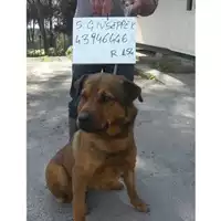 Foto dell\'animale COMUNE DI SAN GIUSEPPE VESUVIANO - 380260043946446