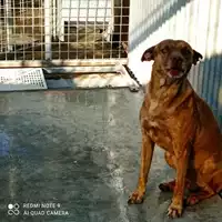 Foto dell\'animale COMUNE DI POMPEI - 380260170028832