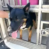 Foto dell\'animale COMUNE DI BOSCOREALE - 380260170028802