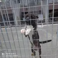 Foto dell\'animale COMUNE DI OTTAVIANO - 380260044864196