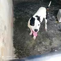 Foto dell\'animale COMUNE DI TERZIGNO - 380260044863755