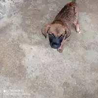 Foto dell\'animale COMUNE DI OTTAVIANO - 380260044862656