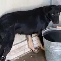 Foto dell\'animale COMUNE DI CASAMARCIANO - 380260044854893