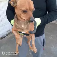 Foto dell\'animale COMUNE DI POMPEI - 380260044862923
