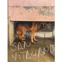 Foto dell\'animale COMUNE DI SAN VITALIANO - 380260044858661