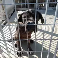 Foto dell\'animale COMUNE DI OTTAVIANO - 380260044856457