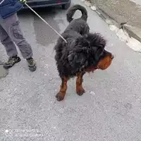 Foto dell\'animale COMUNE DI TERZIGNO - 380260004135428