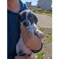 Foto dell\'animale COMUNE DI TERZIGNO - 380260044786267