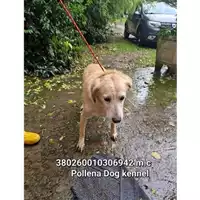 Foto dell\'animale COMUNE DI POLLENA TROCCHIA - 380260010306942