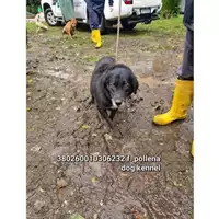 Foto dell\'animale COMUNE DI POLLENA TROCCHIA - 380260010306832