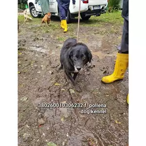 COMUNE DI POLLENA TROCCHIA - 380260010306832