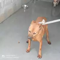 Foto dell\'animale COMUNE DI POLLENA TROCCHIA - 380260041749951