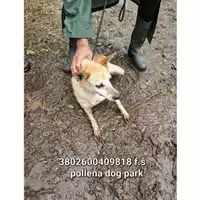 Foto dell\'animale COMUNE DI POLLENA TROCCHIA - 380260040989818
