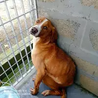 Foto dell\'animale COMUNE DI POLLENA TROCCHIA - 380260043963675