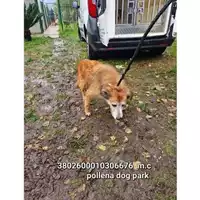 Foto dell\'animale COMUNE DI POLLENA TROCCHIA - 380260010306676