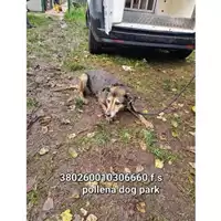 Foto dell\'animale COMUNE DI POLLENA TROCCHIA - 380260010306660