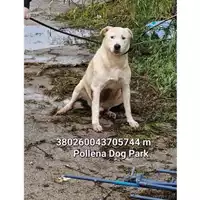 Foto dell\'animale COMUNE DI POLLENA TROCCHIA - 380260043705744