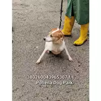 Foto dell\'animale COMUNE DI POLLENA TROCCHIA - 380260043965307
