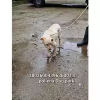 Foto dell\'animale COMUNE DI POLLENA TROCCHIA - 380260043963600