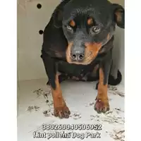 Foto dell\'animale COMUNE DI POLLENA TROCCHIA - 380260040506952