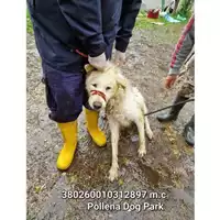 Foto dell\'animale COMUNE DI POLLENA TROCCHIA - 380260010312897