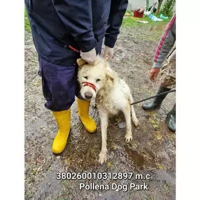 COMUNE DI POLLENA TROCCHIA - 380260010312897
