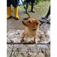 Foto dell\'animale COMUNE DI POLLENA TROCCHIA - 380260043505400