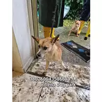 Foto dell\'animale COMUNE DI POLLENA TROCCHIA - 380260043506610