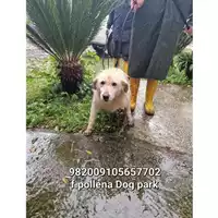 Foto dell\'animale COMUNE DI POLLENA TROCCHIA - 982009105657702
