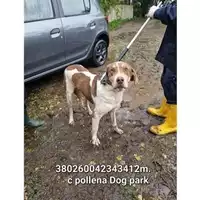 Foto dell\'animale COMUNE DI POLLENA TROCCHIA - 380260042343412
