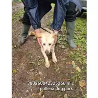 Foto dell\'animale COMUNE DI POLLENA TROCCHIA - 380260042325266