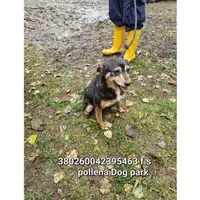 Foto dell\'animale COMUNE DI POLLENA TROCCHIA - 380260010312898