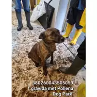 Foto dell\'animale COMUNE DI POLLENA TROCCHIA - 380260043505059