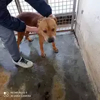 Foto dell\'animale COMUNE DI TERZIGNO - 380260044786799