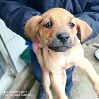 Foto dell\'animale COMUNE DI BOSCOREALE - 380260170028818