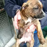 Foto dell\'animale COMUNE DI BOSCOREALE - 380260170028808