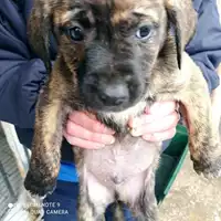 Foto dell\'animale COMUNE DI BOSCOREALE - 380260170028829