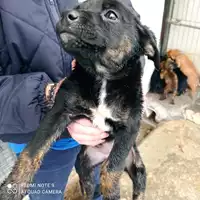 Foto dell\'animale COMUNE DI BOSCOREALE - 380260170028800