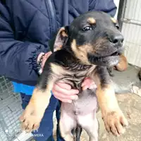 Foto dell\'animale COMUNE DI BOSCOREALE - 380260170028806