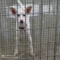 Foto dell\'animale COMUNE DI OTTAVIANO - 380260044854443