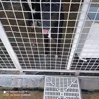 Foto dell\'animale COMUNE DI MASSA LUBRENSE - 380260044857970