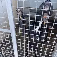 Foto dell\'animale COMUNE DI MASSA LUBRENSE - 380260101571657