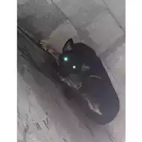 Foto dell\'animale COMUNE DI CASAMARCIANO - 380260044858287