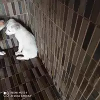Foto dell\'animale COMUNE DI TERZIGNO - 380260044784044