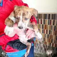 Foto dell\'animale COMUNE DI TERZIGNO - 380260044783875