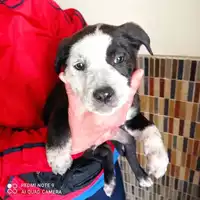 Foto dell\'animale COMUNE DI TERZIGNO - 380260044786927
