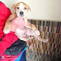 Foto dell\'animale COMUNE DI TERZIGNO - 380260044783844